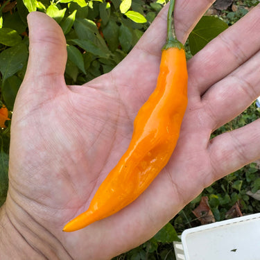 Yellow Pasilla Mixe Chili or Yellow Pasilla de Oaxaca - Seeds - The Pepper Pantry (Formerly Marie Sharp's)